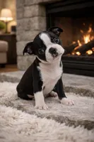 Candy, a female Boston Terrier for sale in Plainfield, IN – Photo 1 of 2
