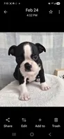 Candy, a female Boston Terrier for sale in Plainfield, IN – Photo 2 of 2