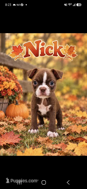 Nick – Boston Terrier puppy for sale in Plainfield, IN