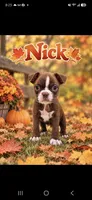Nick, a male Boston Terrier for sale in Plainfield, IN – 1 of 1