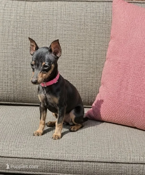 #3 – Miniature Pinscher puppy for sale in Plainfield, IN