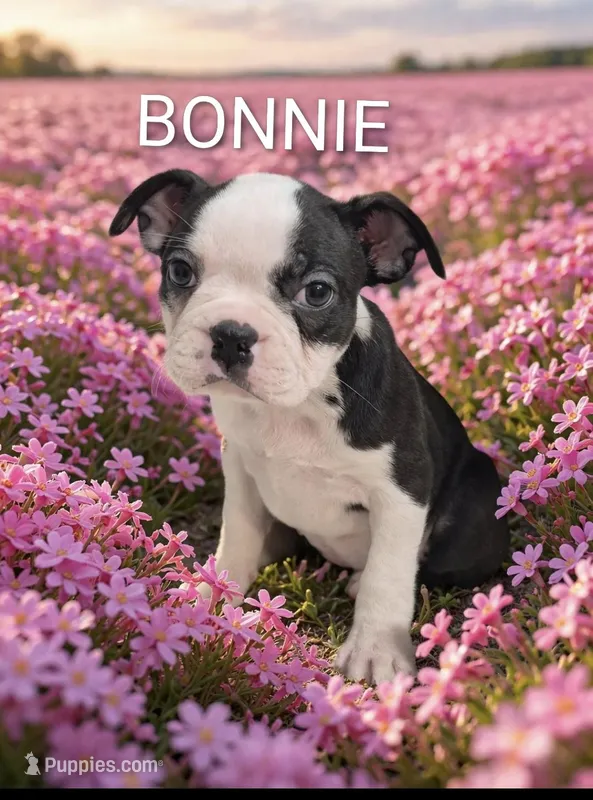 Bonnie – Boston Terrier puppy for sale in Plainfield, IN