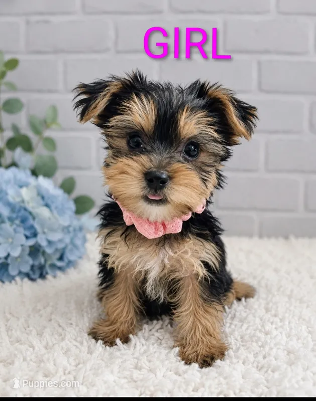 Girl 1 – Yorkshire Terrier puppy for sale in Plainfield, IN
