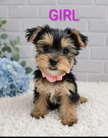 Girl 1, a female Yorkshire Terrier for sale in Plainfield, IN – 1 of 1