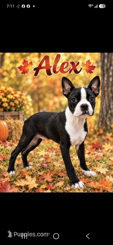 Alex – Boston Terrier puppy for sale in Plainfield, IN