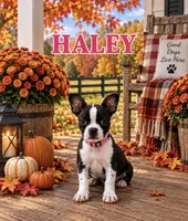 Haley, a female Boston Terrier for sale in Plainfield, IN – 1 of 1