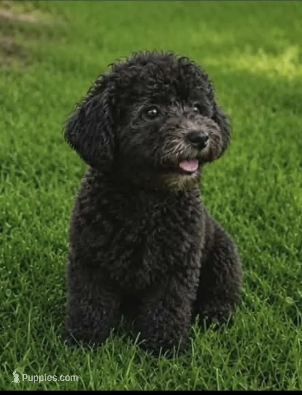 Girl 1 – Poodle - Miniature  puppy for sale in Plainfield, IN