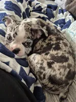 Steven, a male Boston Terrier for sale in Plainfield, IN – 2 of 4