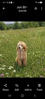 Boy 1, a male Poodle - Miniature  for sale in Plainfield, IN – 2 of 2