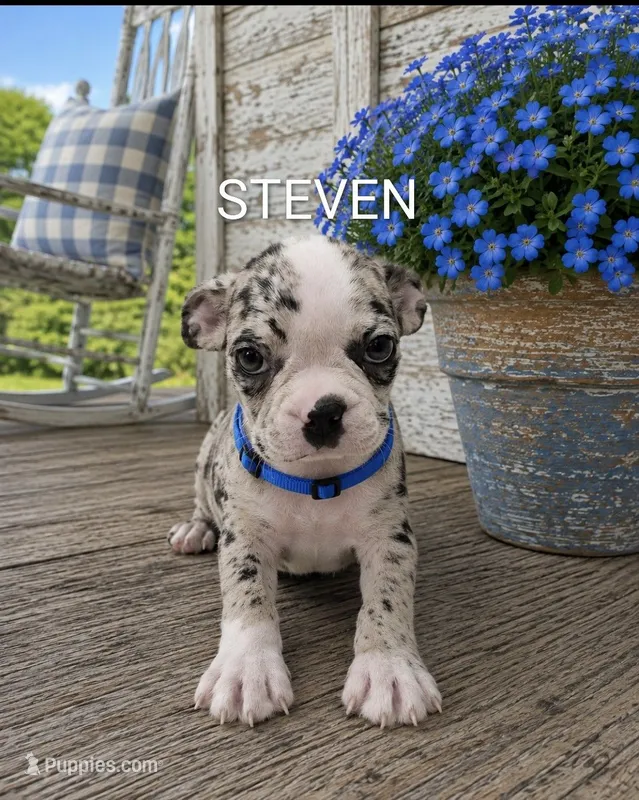 Steven – Boston Terrier puppy for sale in Plainfield, IN