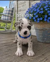 Steven, a male Boston Terrier for sale in Plainfield, IN – 1 of 1
