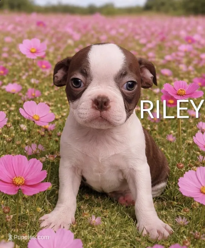 Riley – Boston Terrier puppy for sale in Plainfield, IN