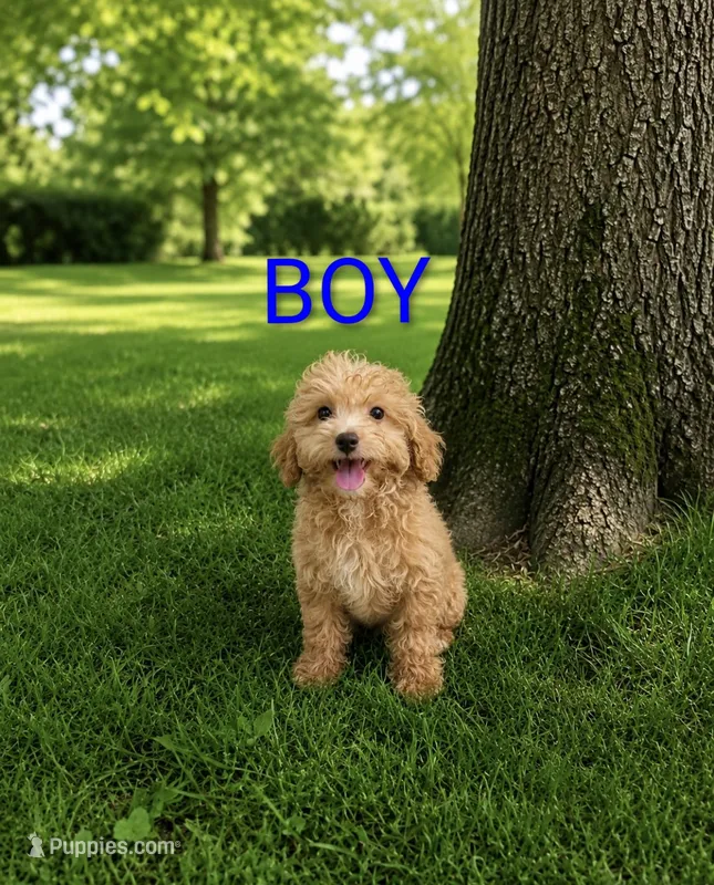 Boy 1 – Poodle - Miniature  puppy for sale in Plainfield, IN