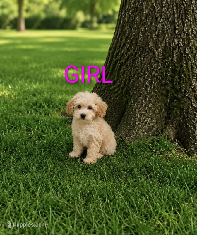 Girl 2 – Poodle - Miniature  puppy for sale in Plainfield, IN