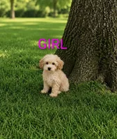Girl 2, a female Poodle - Miniature  for sale in Plainfield, IN – 1 of 1