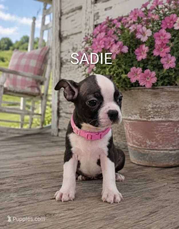 Sadie – Boston Terrier puppy for sale in Plainfield, IN
