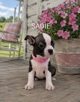 Sadie, a female Boston Terrier for sale in Plainfield, IN – 1 of 1