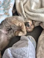 Pom, a male Pomeranian for sale in Plainfield, IN – 3 of 3