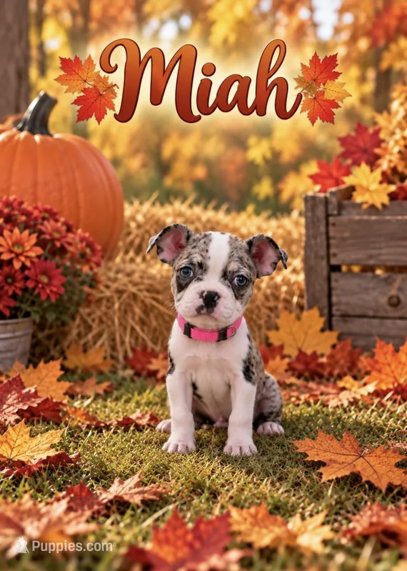 Miah – Boston Terrier puppy for sale in Plainfield, IN