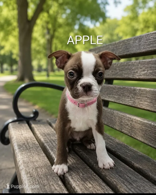 Apple – Boston Terrier puppy for sale in Plainfield, IN