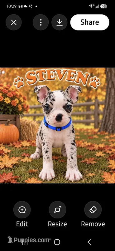 Steven – Boston Terrier puppy for sale in Plainfield, IN