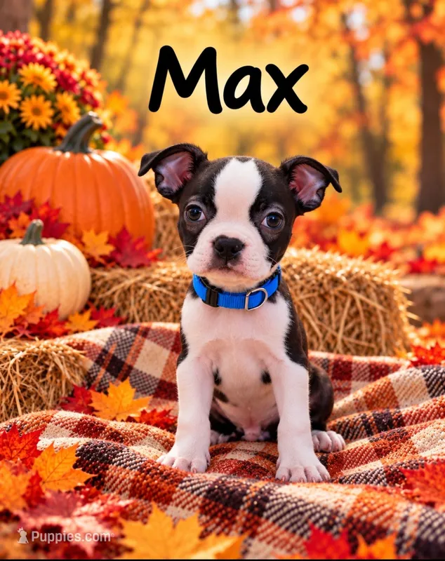 Max – Boston Terrier puppy for sale in Plainfield, IN