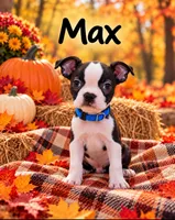 Max, a male Boston Terrier for sale in Plainfield, IN – 1 of 1
