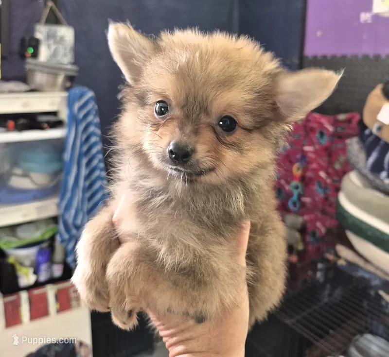 Matt – Pomeranian puppy for sale in Plainfield, IN