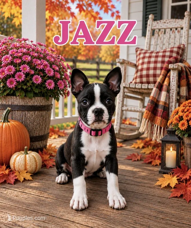 Jazz – Boston Terrier puppy for sale in Plainfield, IN