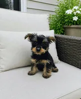 Boy 3, a male Yorkshire Terrier for sale in Plainfield, IN – 1 of 1