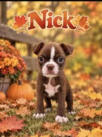 Nick, a male Boston Terrier for sale in Plainfield, IN – 1 of 1