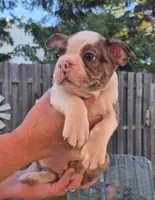 Merle boy, a male Boston Terrier for sale in Plainfield, IN – 2 of 2