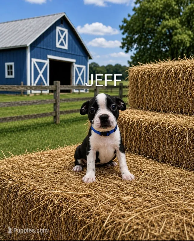 Jeff – Boston Terrier puppy for sale in Plainfield, IN
