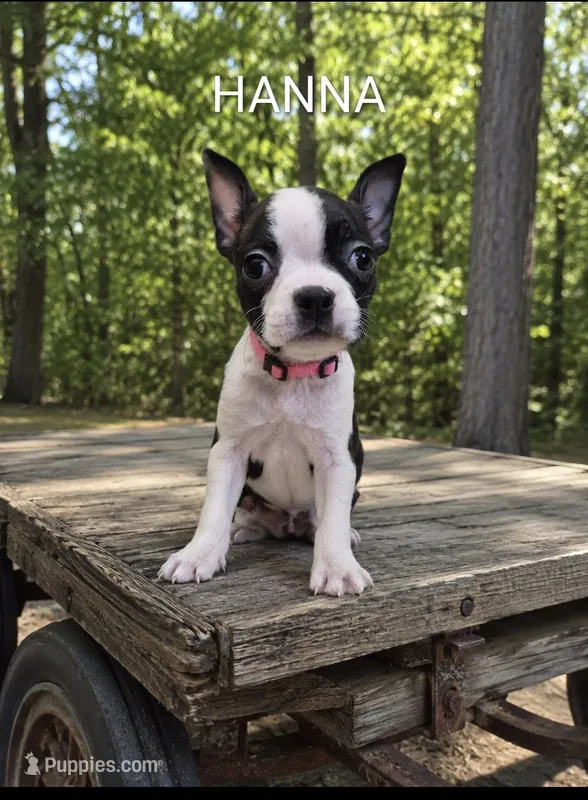 Hanna – Boston Terrier puppy for sale in Plainfield, IN