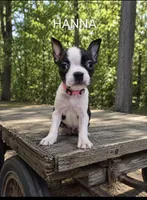 Hanna, a female Boston Terrier for sale in Plainfield, IN – 1 of 1