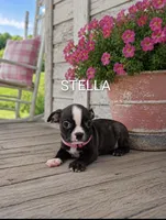 Stella, a female Boston Terrier for sale in Plainfield, IN – 1 of 1