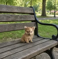 Matt, a male Pomeranian for sale in Plainfield, IN – 1 of 1