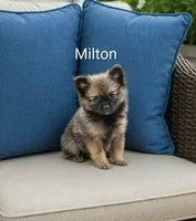 Milton, a male Pomeranian for sale in Plainfield, IN – 1 of 1