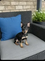 Yorkie 1, a male Yorkshire Terrier for sale in Plainfield, IN – 1 of 1