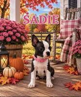 Sadie, a female Boston Terrier for sale in Plainfield, IN – 1 of 1
