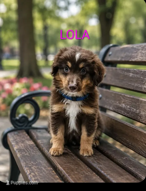 Lola – Miniature Australian Shepherd puppy for sale in Plainfield, IN