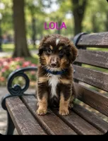 Lola, a female Miniature Australian Shepherd for sale in Plainfield, IN – 1 of 1