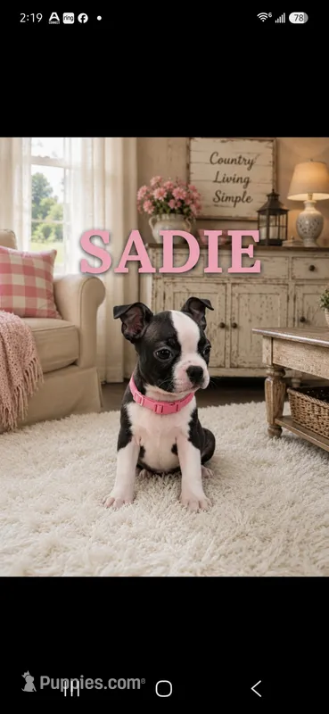 Sadie – Boston Terrier puppy for sale in Plainfield, IN