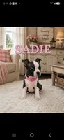Sadie, a female Boston Terrier for sale in Plainfield, IN – 1 of 1