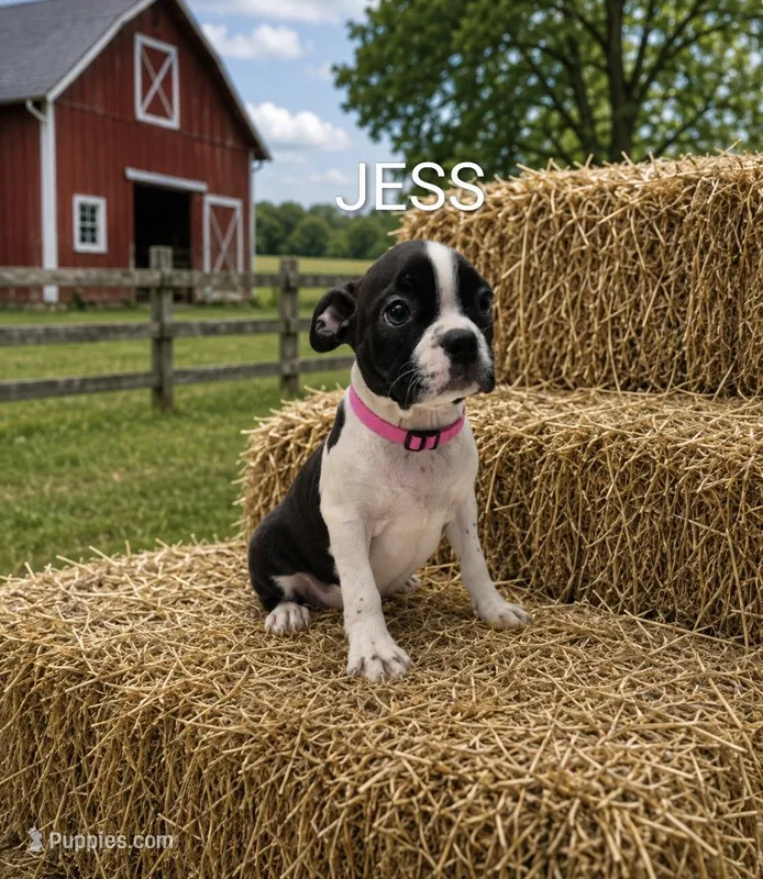 Jess – Boston Terrier puppy for sale in Plainfield, IN