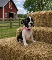 Jess, a female Boston Terrier for sale in Plainfield, IN – 1 of 1