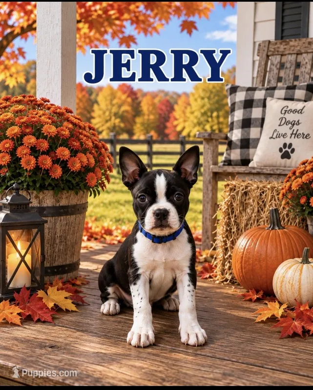 Jerry – Boston Terrier puppy for sale in Plainfield, IN