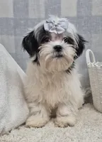 Sarah, a female Shih Tzu for sale in Plainfield, IN – Photo 4 of 4