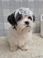 Sarah, a female Shih Tzu for sale in Plainfield, IN – Photo 3 of 4
