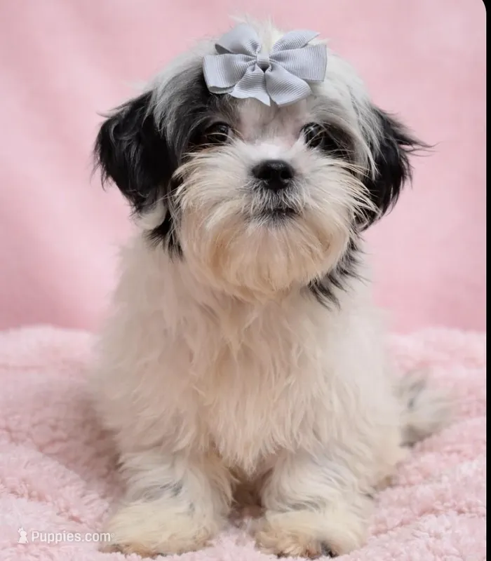 Sarah – Shih Tzu puppy for sale in Plainfield, IN